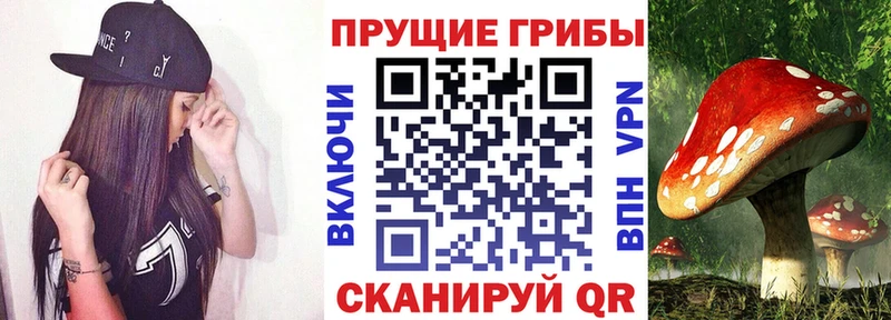 omg ссылки  Каменка  Псилоцибиновые грибы Cubensis 
